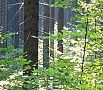 »Wald, Forstwirtschaft, Jagd« 