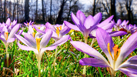 Blühende Krokusse auf einer Wiese