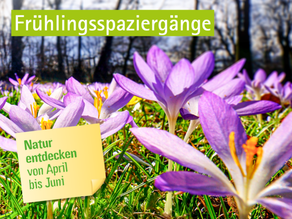Blühende Krokusse auf einer Wiese, darauf der Schriftzug »Frühlingsspaziergänge – Natur entdecken von April bis Juni«